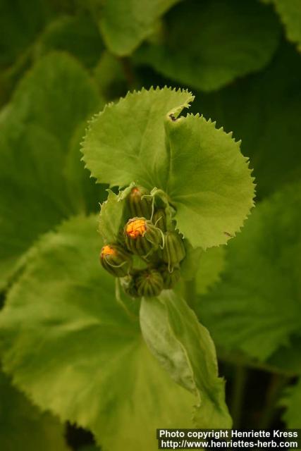 Photo: Ligularia dentata 6.