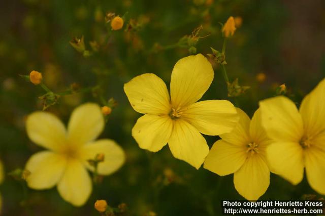 Photo: Linum dolomiticum 3.