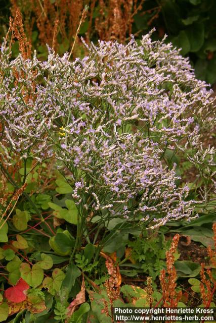 Photo: Limonium vulgare.