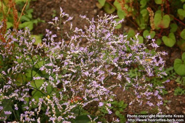 Photo: Limonium vulgare 1.