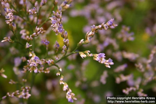 Photo: Limonium vulgare 2.