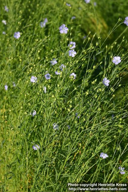 Photo: Linum usitatissimum 9.