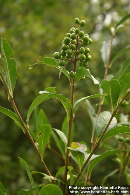 Photo: Ligustrum vulgare 2.