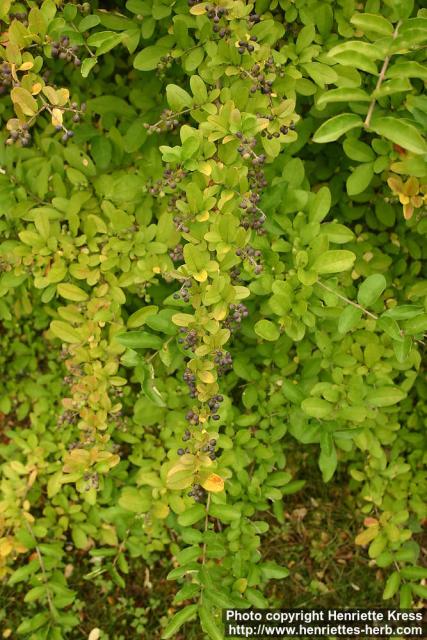 Photo: Ligustrum obtusifolium 2.