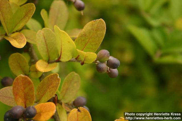 Photo: Ligustrum obtusifolium 3.