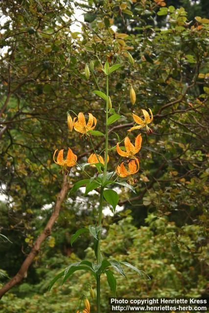 Photo: Lilium superbum 2.