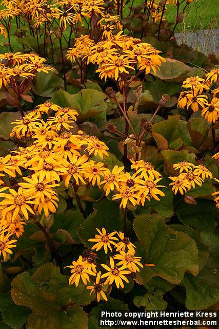 Photo: Ligularia dentata 10.