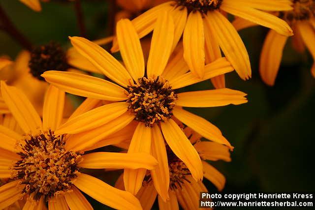 Photo: Ligularia dentata 12.