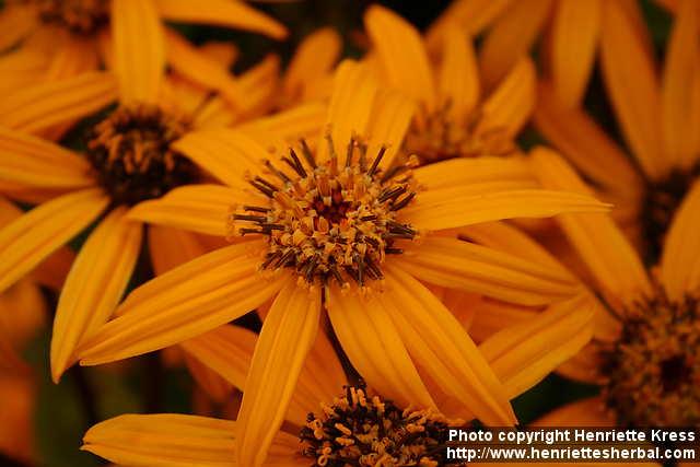 Photo: Ligularia dentata 13.