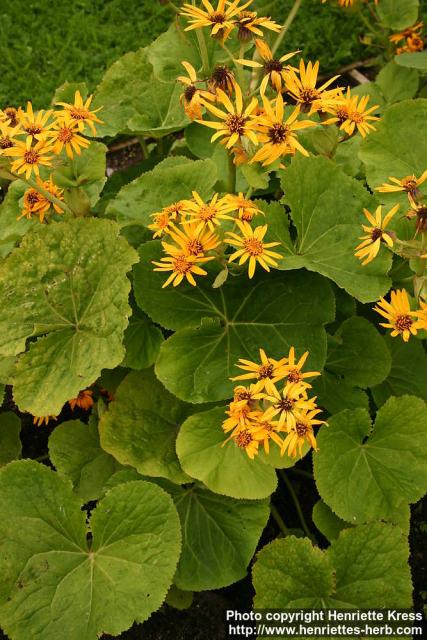 Photo: Ligularia dentata 14.