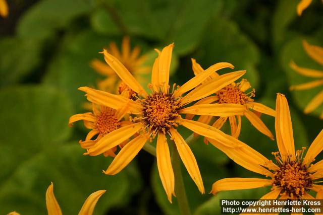 Photo: Ligularia dentata 17.