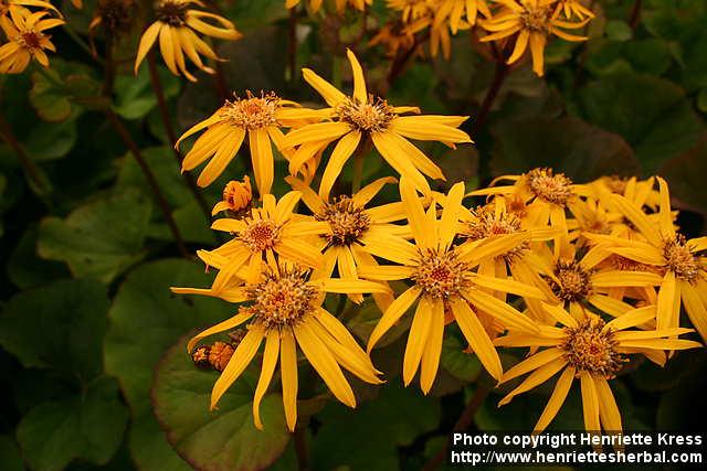 Photo: Ligularia dentata 18.