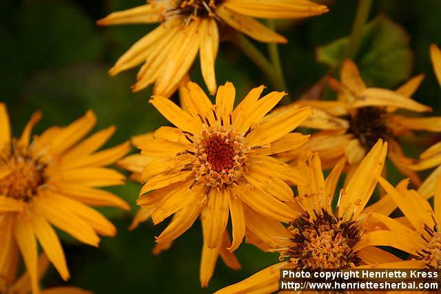 Photo: Ligularia dentata 19.