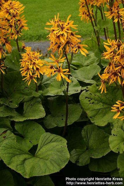 Photo: Ligularia x hessei 6.