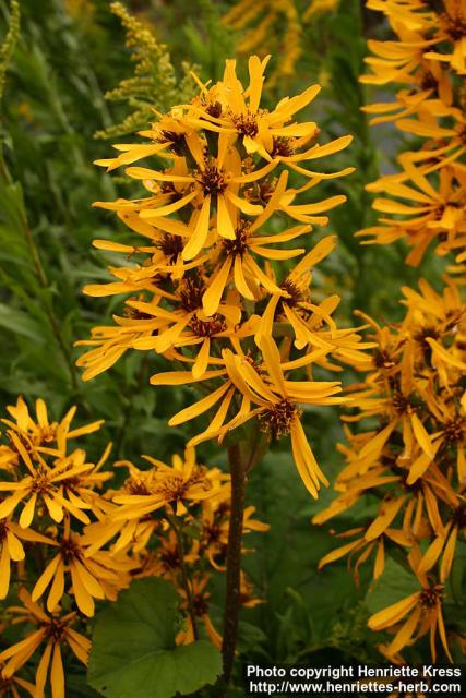 Photo: Ligularia x hessei 7.