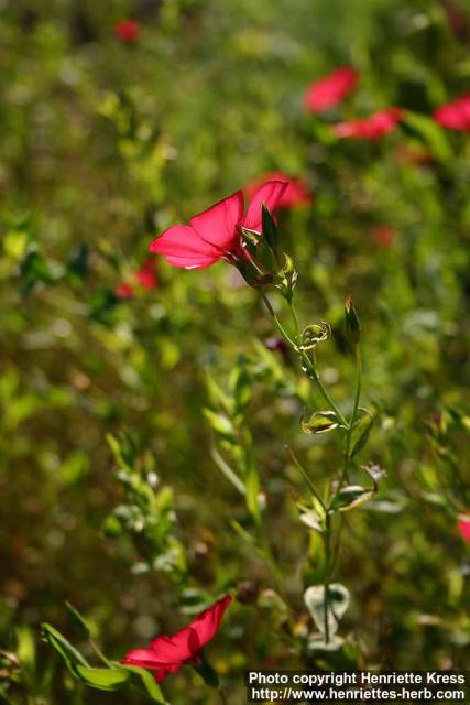 Photo: Linum grandiflorum 6.