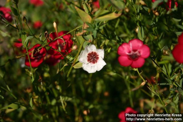 Photo: Linum grandiflorum 9.