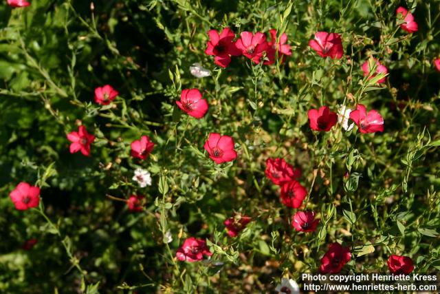 Photo: Linum grandiflorum 10.