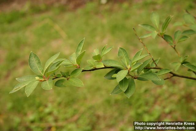 Photo: Lindera umbellata 1.