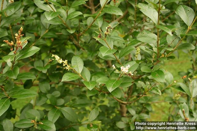 Photo: Ligustrum obtusifolium 5.