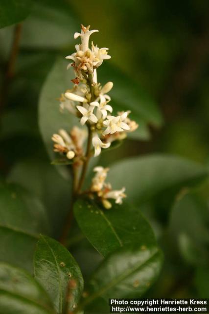 Photo: Ligustrum obtusifolium 7.