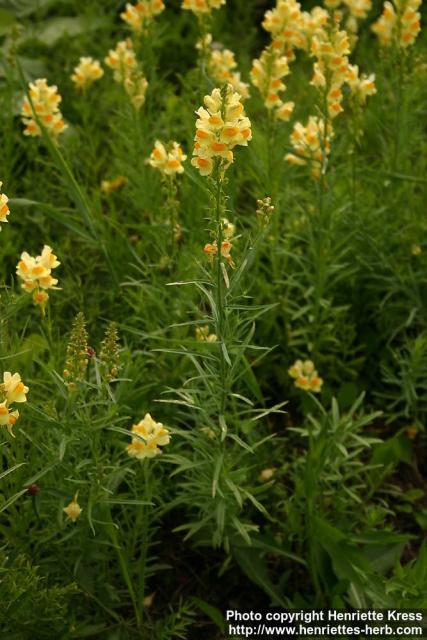 Photo: Linaria vulgaris 10.