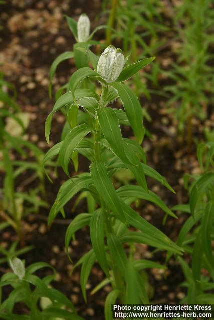 Photo: Lilium distichum 0.