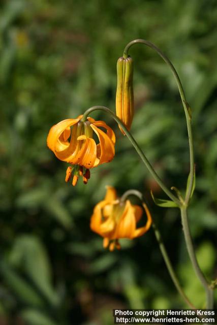 Photo: Lilium columbianum 1.