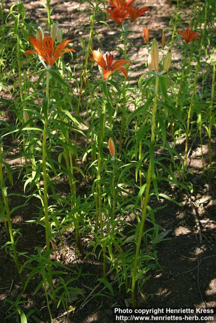 Photo: Lilium distichum 2.