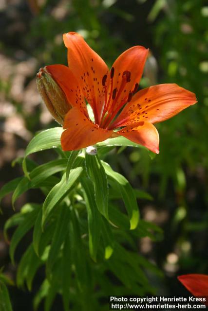 Photo: Lilium distichum 3.