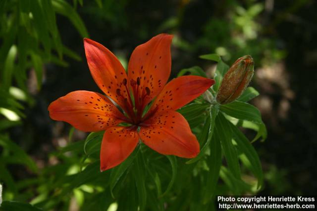 Photo: Lilium distichum 5.