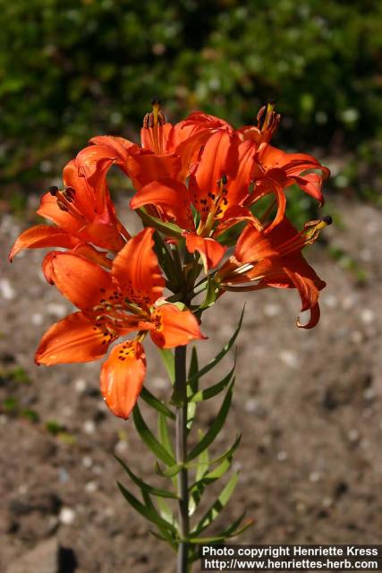 Photo: Lilium philadelphicum 0.