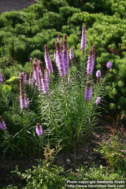 Photo: Liatris spicata 09.