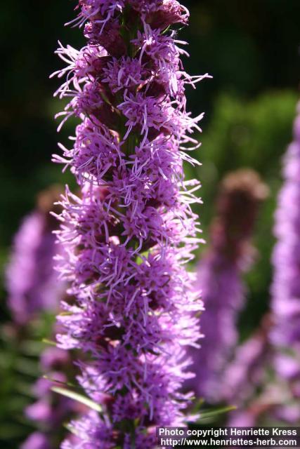 Photo: Liatris spicata 10.