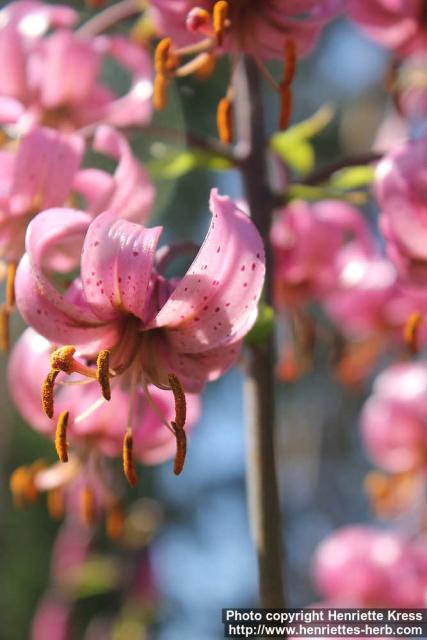 Photo: Lilium martagon 09.