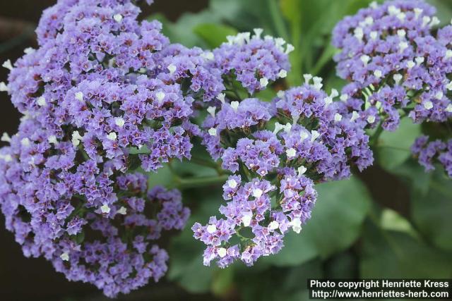 Photo: Limonium arborescens 0.