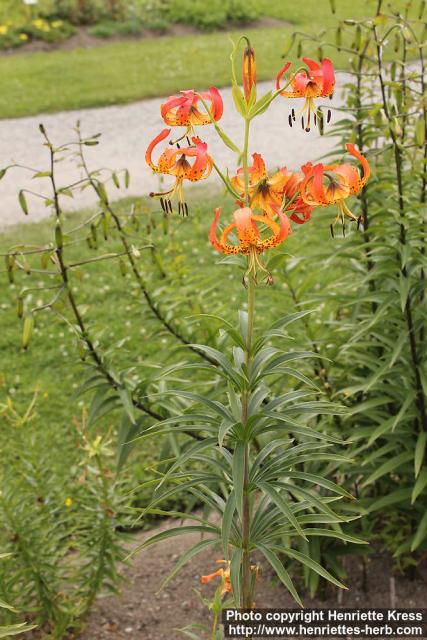 Photo: Lilium superbum 4.