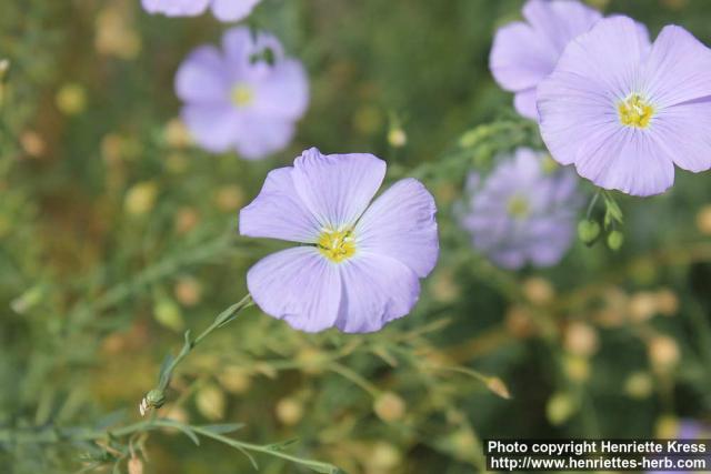 Photo: Linum lewisii 2.