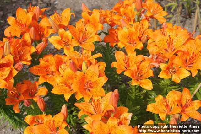 Photo: Lilium bulbiferum croc 0.