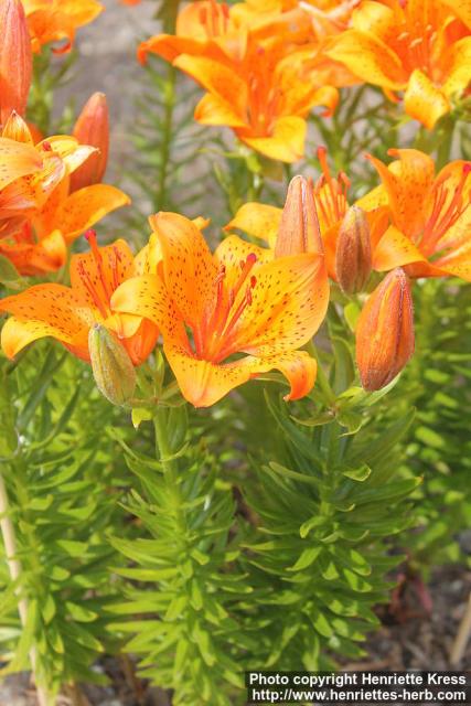 Photo: Lilium bulbiferum croc 1