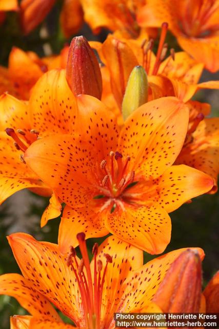 Photo: Lilium bulbiferum croc 2.