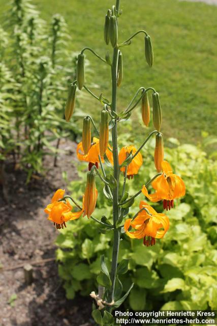 Photo: Lilium columbianum 2.