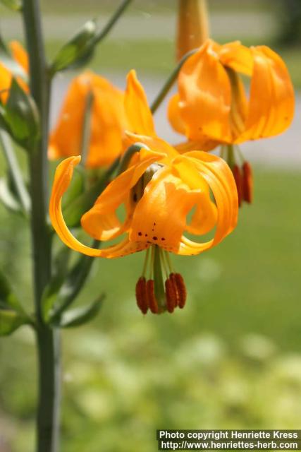 Photo: Lilium columbianum 3.