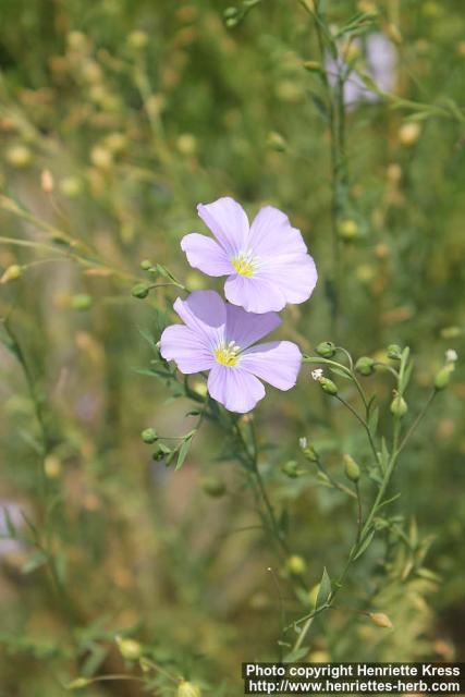 Photo: Linum lewisii 5.