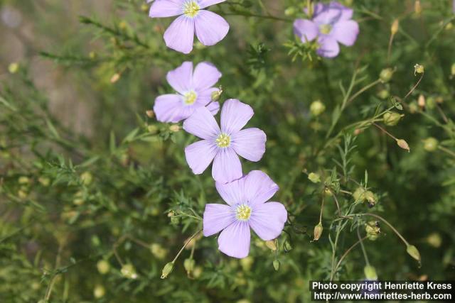 Photo: Linum lewisii 6.