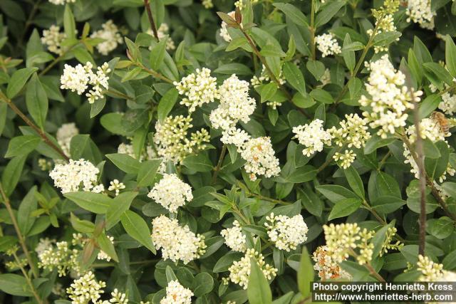 Photo: Ligustrum vulgare 09.