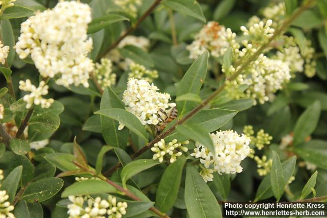 Photo: Ligustrum vulgare 10.