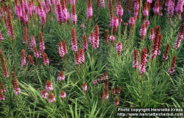 Photo: Liatris spicata.