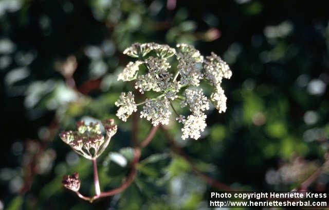 Photo: Ligusticum scoticum 1.