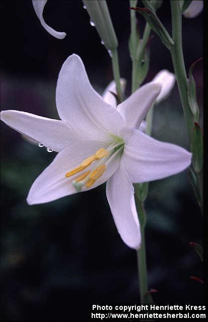 Photo: Lilium candidum 2.